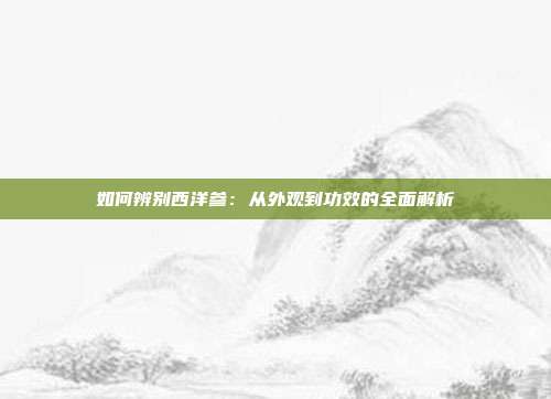 如何辨别西洋参:从外观到功效的全面解析
