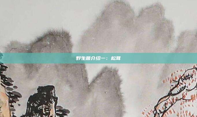 野生菌介绍一:松茸