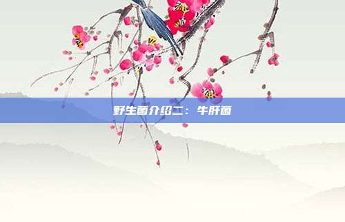 野生菌介绍二:牛肝菌